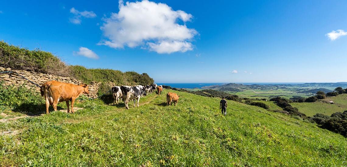 Vista del Campo de Menorca con sus típicas vacas